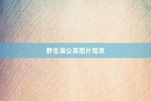野生蒲公英图片观赏