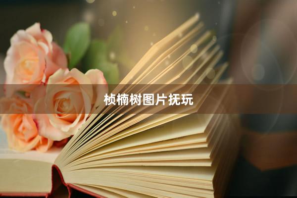桢楠树图片抚玩